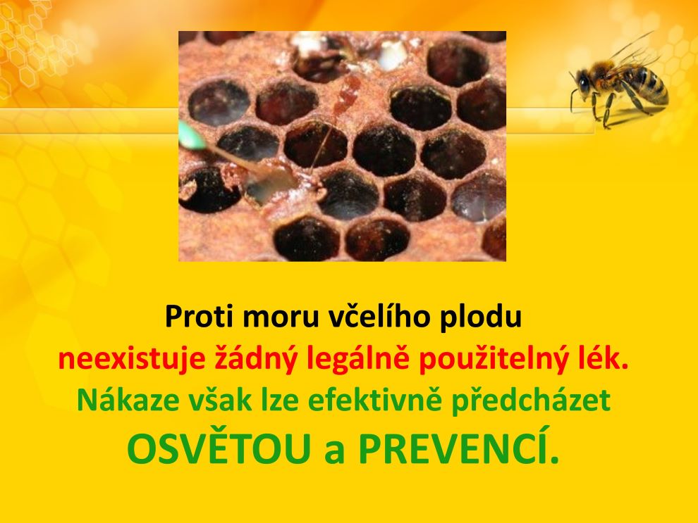 Praha opět spouští osvětovou kampaň prevence moru včelího plodu