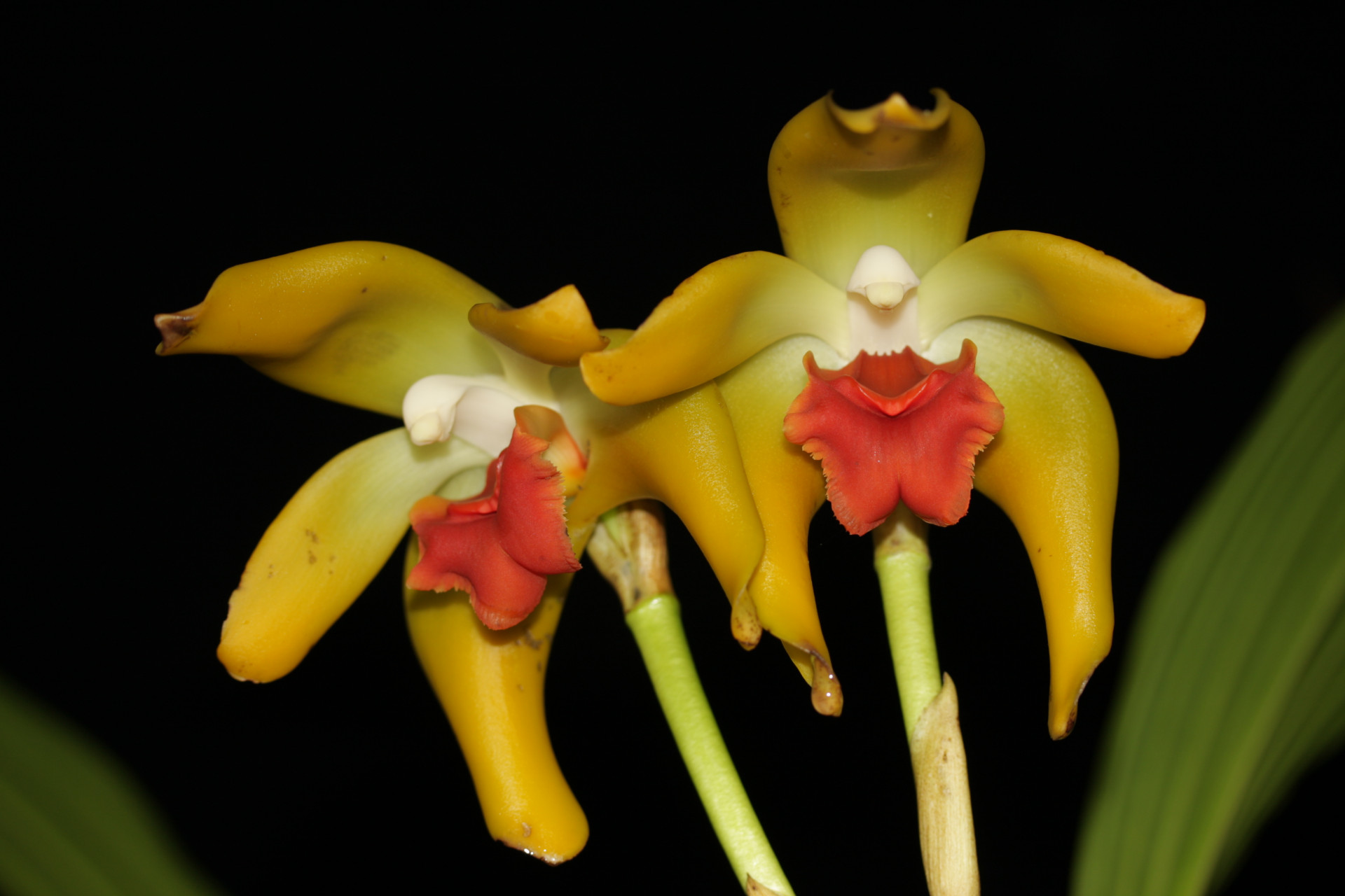 Sudamerlycaste cinnabarina