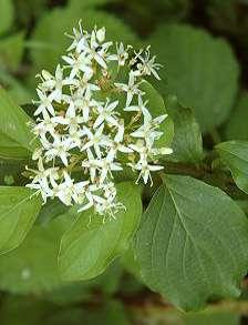 cornus_sanguinea_nmk_herb_25_jpg