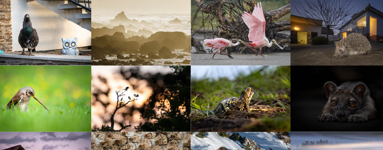 Ilustrační foto soutěže Czech Nature Photo 2025
