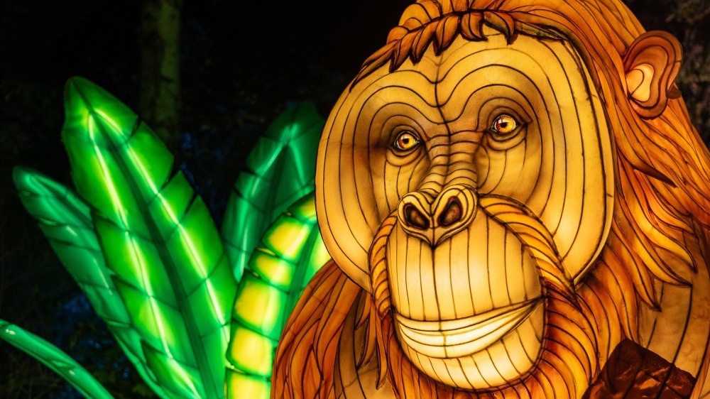 Světelný orangutan