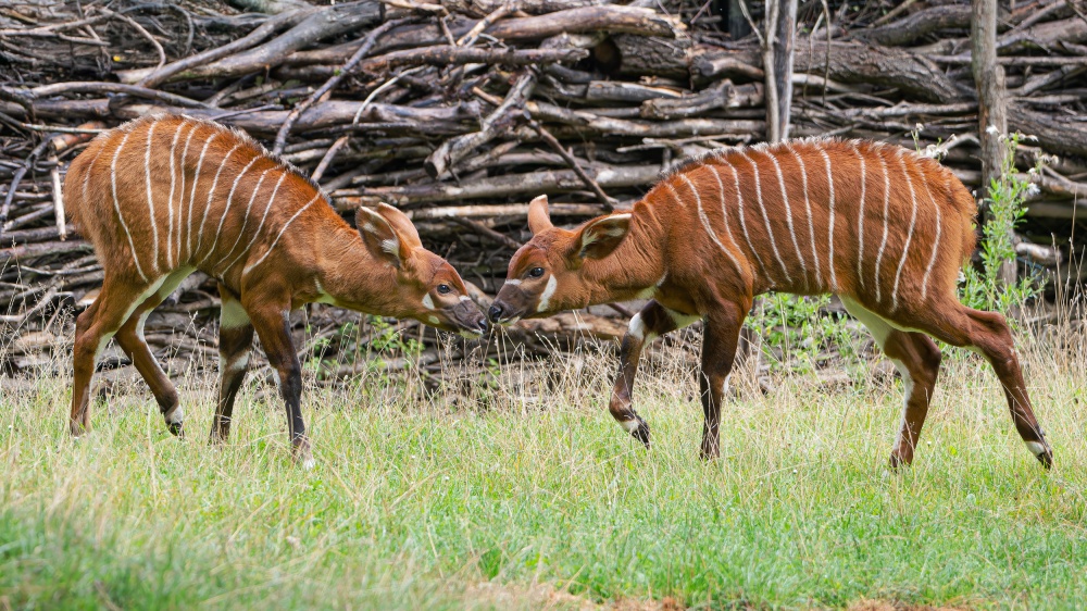 Mláďata bonga horského