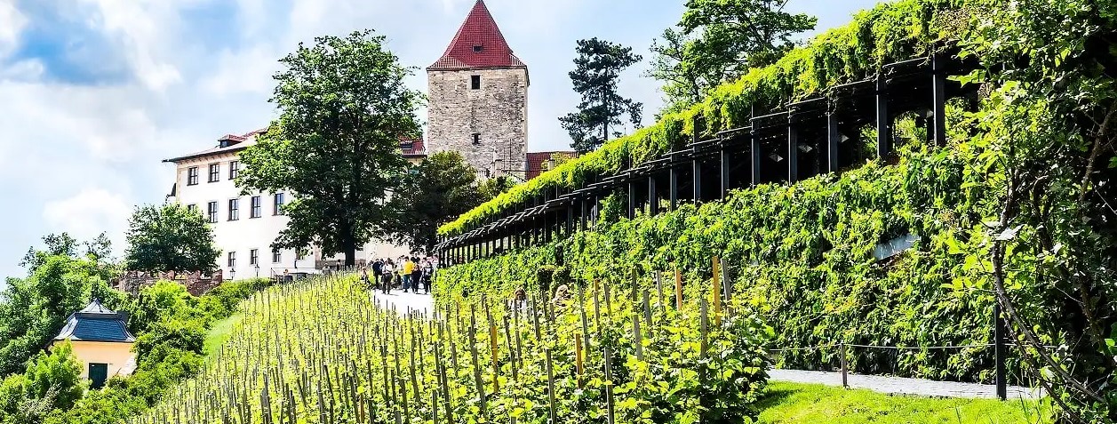 Svatováclavská vinice