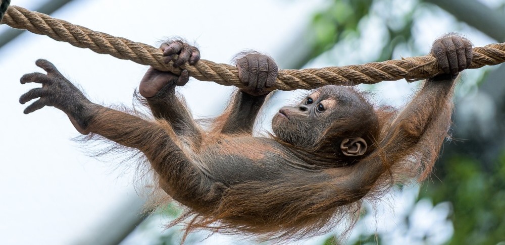 Sameček orangutana sumaterského Harapan oslaví první narozeniny