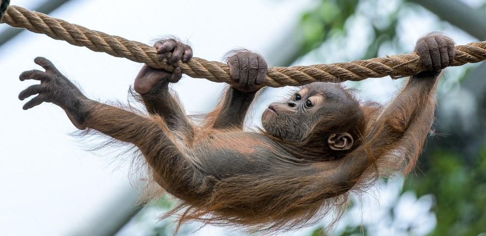 Sameček orangutana sumaterského Harapan oslaví první narozeniny