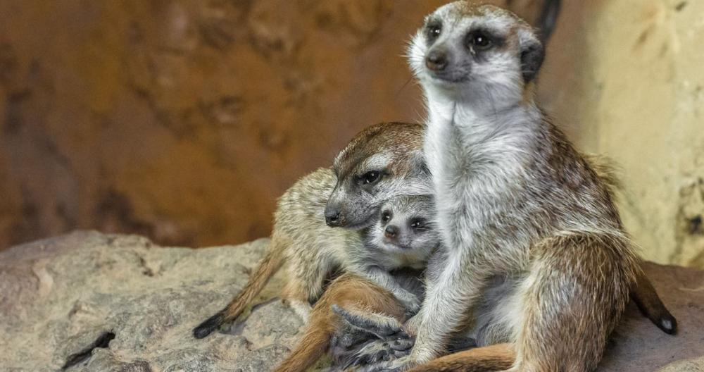 Surikaty v pražské zoo